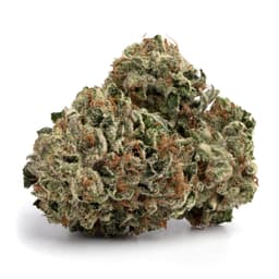 Hardcore Gelato cannabis strain