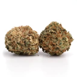 Hawaiian Sativa cannabis strain