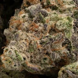 Hawgs Kush cannabis strain