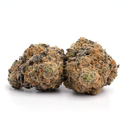Haze cannabis strain