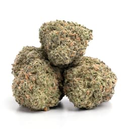 Headband OG cannabis strain