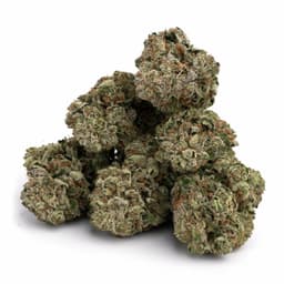Hempstar X Haze cannabis strain