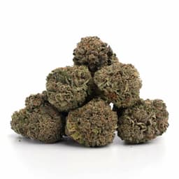 High School Sweetheart cannabis strain