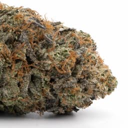 Hog's Breath cannabis strain