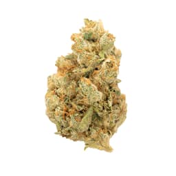 Hogzilla cannabis strain