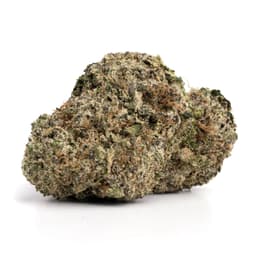 Hollywood OG cannabis strain