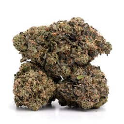 Hollywood Reunion cannabis strain