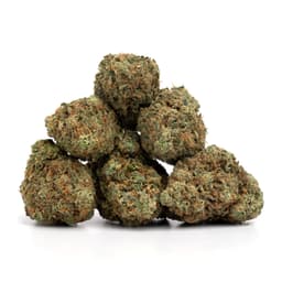 Homie's Choice cannabis strain