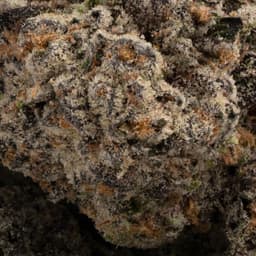 Hustler Kush cannabis strain