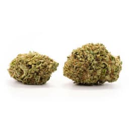 Ice Queen cannabis strain