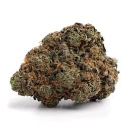Iceberg Slim cannabis strain