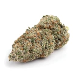 Master Splinter cannabis strain