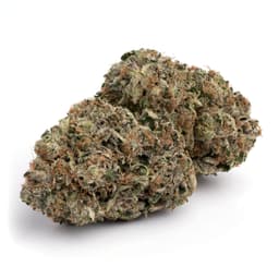 Illuminati OG cannabis strain
