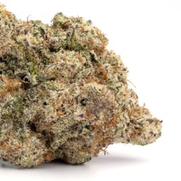 JOG Kush cannabis strain