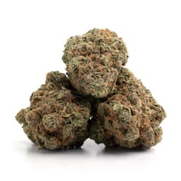 Jack Diesel cannabis strain