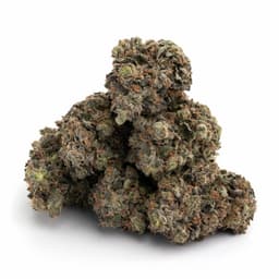 Jack Flash cannabis strain