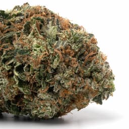 Jack Skellington cannabis strain