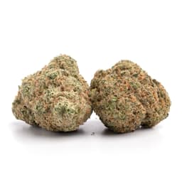 Jack Widow cannabis strain