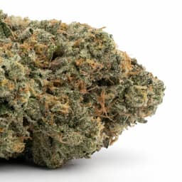 Jack Wreck cannabis strain