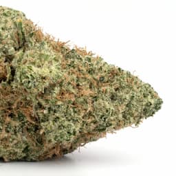 Jack's Cleaner cannabis strain