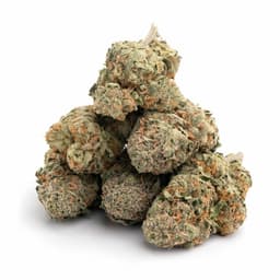 Jackie Haze cannabis strain