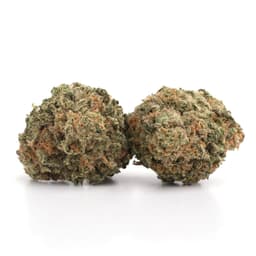 Jackpot OG cannabis strain