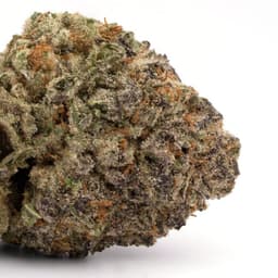 Jamaican Dream cannabis strain