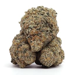 Jamaican Lion cannabis strain