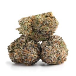 Jamaican Tenspeed cannabis strain