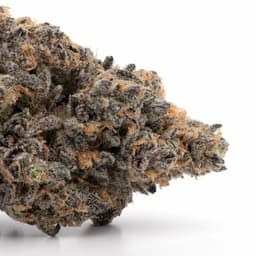 Jedi Kush cannabis strain