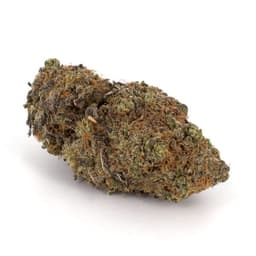 Jedi OG cannabis strain