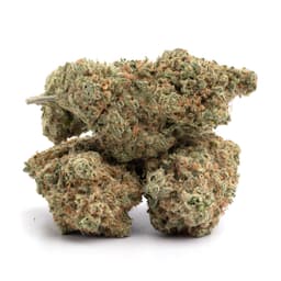 Jesus OG cannabis strain