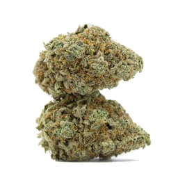 Jungle Lava cannabis strain