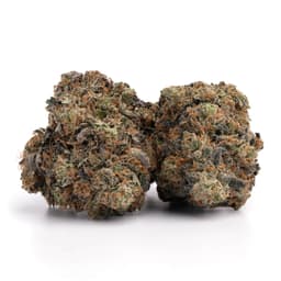 Kashmir OG cannabis strain