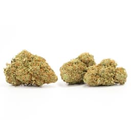 Katsu Bubba Kush cannabis strain