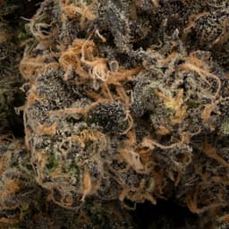 Katsu Kush cannabis strain