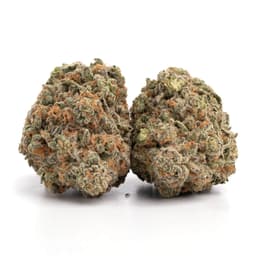 Kimbo Kush cannabis strain