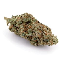 Kimchi OG cannabis strain