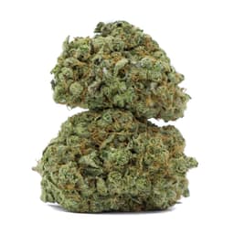 King 91 cannabis strain
