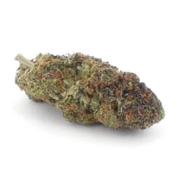 King Louis XII cannabis strain