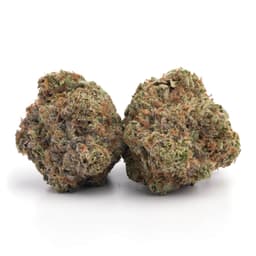 King's Kush cannabis strain