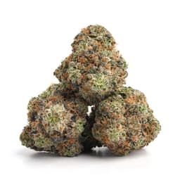 Kobain Kush cannabis strain