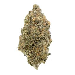 Kush Master cannabis strain