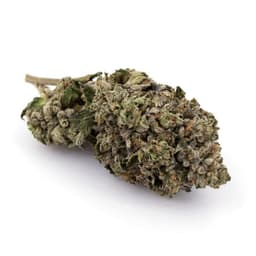 Kush Mountain cannabis strain