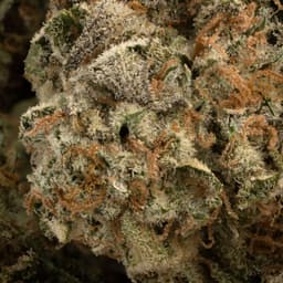 Kushage cannabis strain