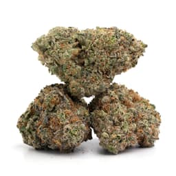 LA Chocolope cannabis strain