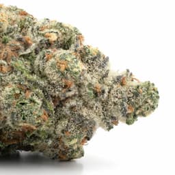 LA Jack cannabis strain