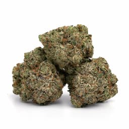 LA Pure Kush cannabis strain