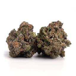 Lambo OG cannabis strain