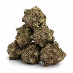 Lamborghini cannabis strain